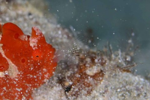 オオモンカエルアンコウ