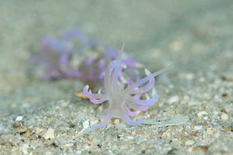 ハナビラミノウミウシ