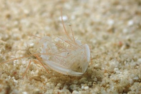 サンゴヒメエビ