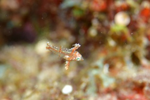 セジロノドグロベラ