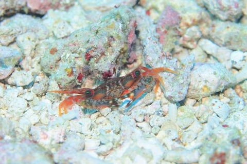 ワタリガニ科の1種