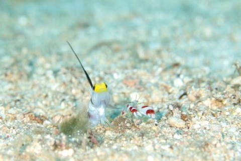 ヒレナガネジリンボウ