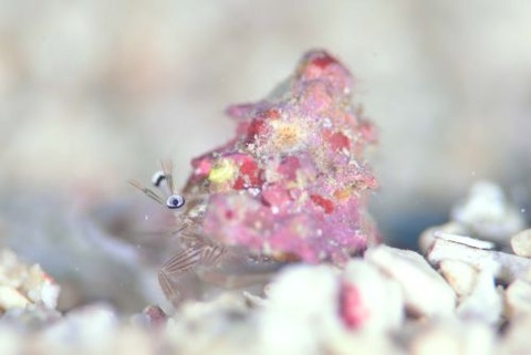 Pagurixus maorus