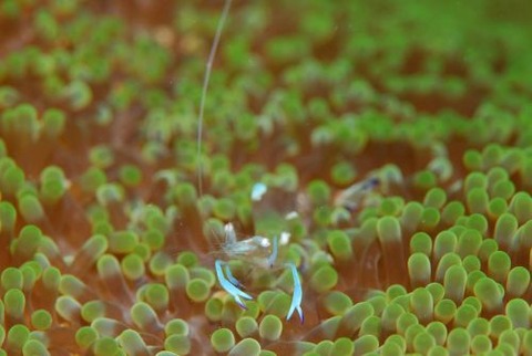 オドリカクレエビ