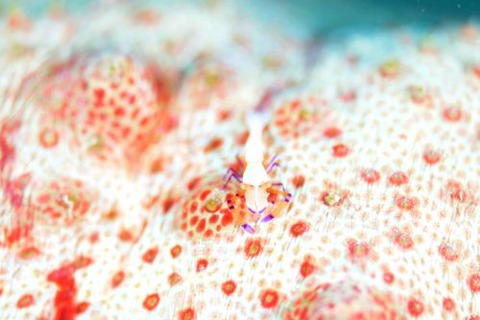 ウミウシカクレエビ