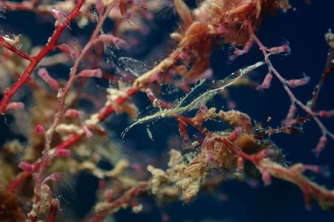 ラピポントニア・パラガレーネ