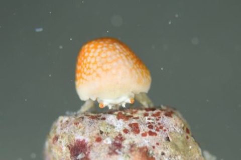 オガサワラカムリ