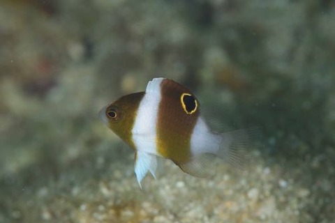 ダンダラスズメダイ