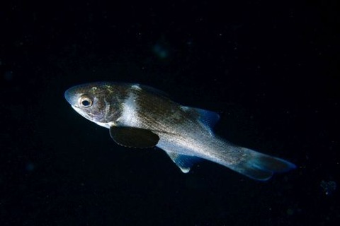 刺激的な水中生物