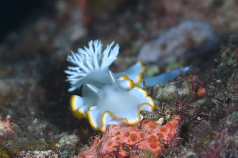 メレンゲウミウシ