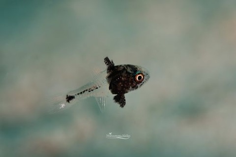 テンジクダイ科の1種