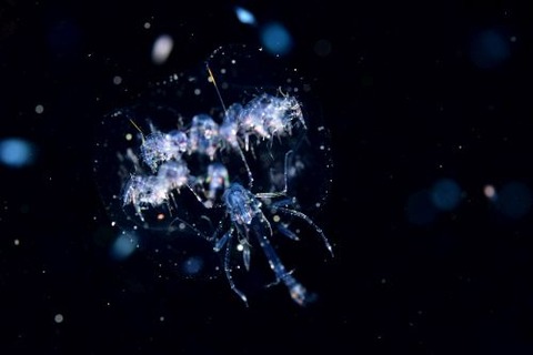 刺激的な水中生物