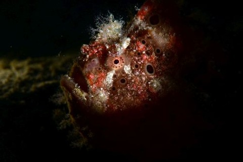 イロカエルアンコウ