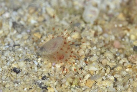 ミノガイのなかま