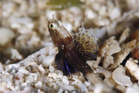 ホタテツノハゼ