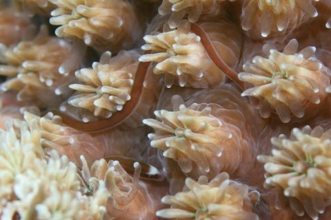 Bulbonaricus davaoensis