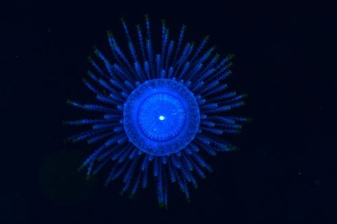 刺激的な水中生物