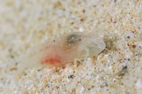 テッポウエビ科の1種