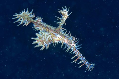 ニシキフウライウオ