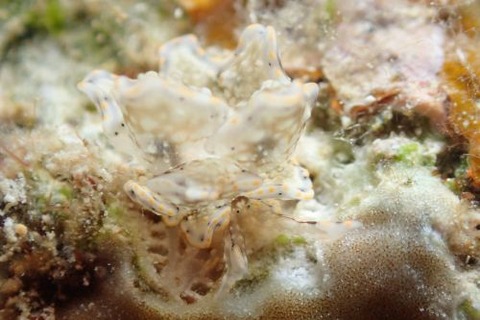 テンセンウロコウミウシ