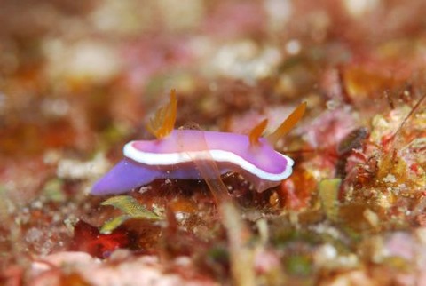 ラベンダーウミウシ