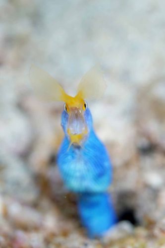 ハナヒゲウツボ