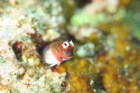 イソギンポ科の1種