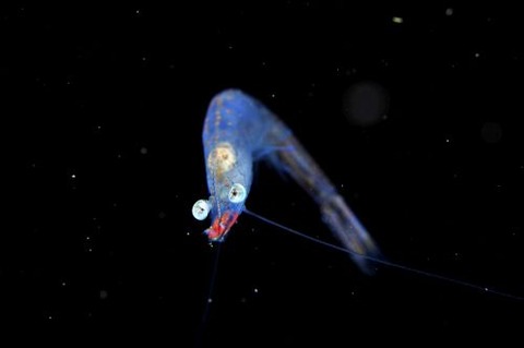 刺激的な水中生物