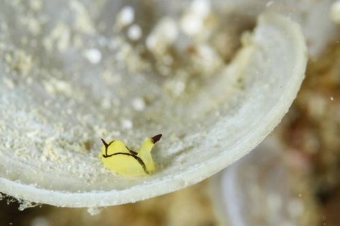 オレンジウミコチョウ