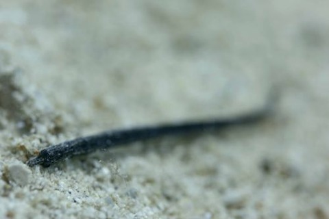 ヨウジウオ科の1種