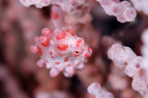 Hippocampus bargibanti