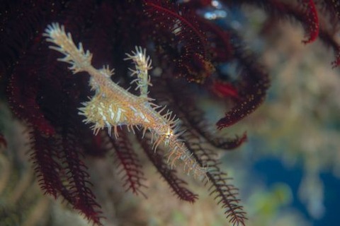 ニシキフウライウオ