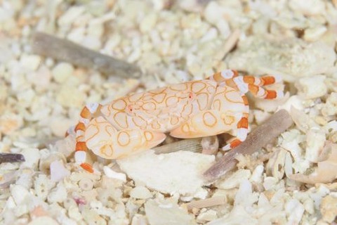 オウギガニ科の1種