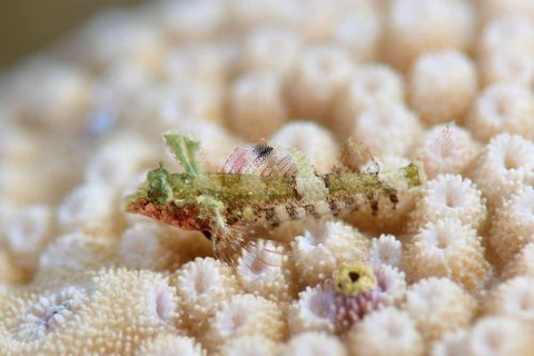 セグロヘビギンポ