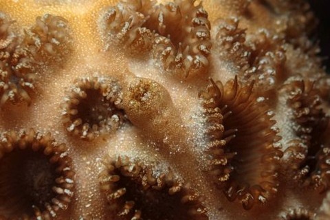 カクレモエビ属の1種