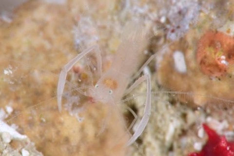 サンゴヒメエビ属の1種