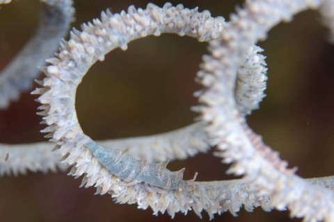 ビシャモンエビ