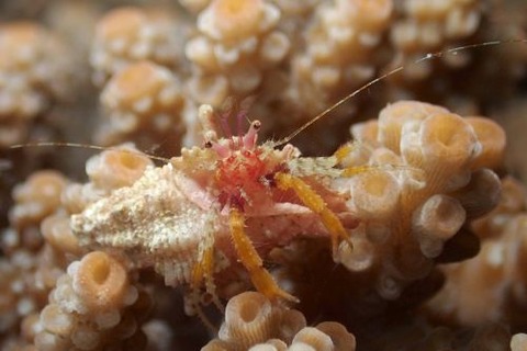 オキナワイトヒキヤドカリ