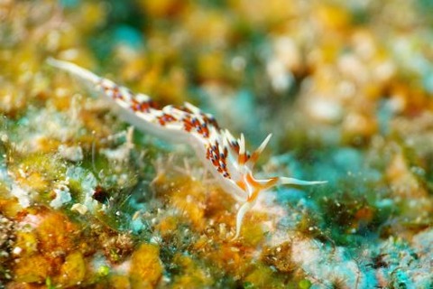 ヒブサミノウミウシ