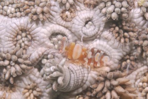 ハモポントニア・コラリコーラ