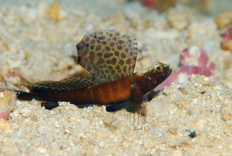 ホタテツノハゼ