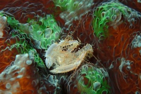 サンゴヒメエビ