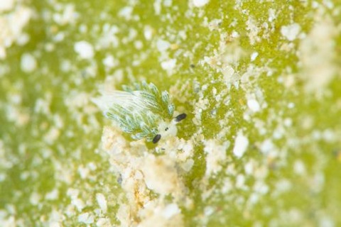 ウサギモウミウシ