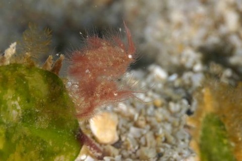 フィコカリス・シムランス