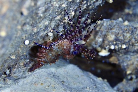 フシウデサンゴモエビ