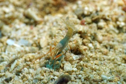 アナエビ科の1種