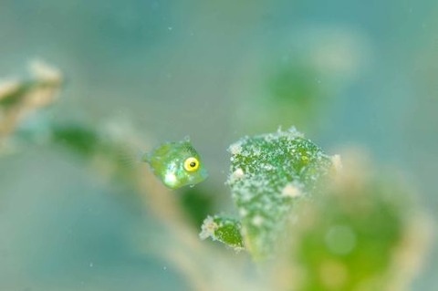 セダカカワハギ