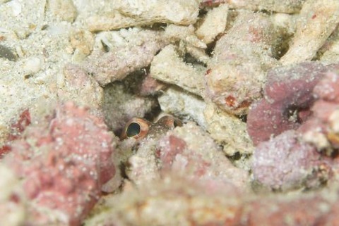 ホシカゲアゴアマダイ