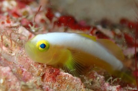 ナカモトイロワケハゼ