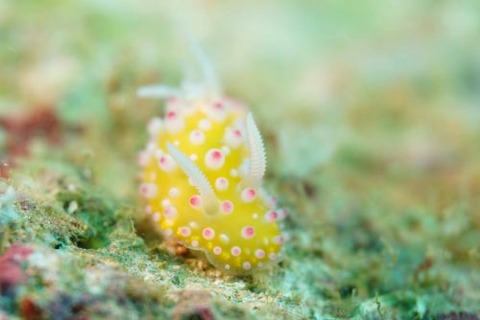 イガグリウミウシ